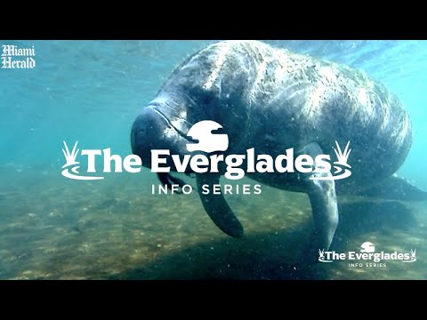 Learn more about the diverse fauna of the Everglades National Park