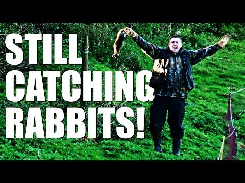 South Somerset Ferreters – still catching rabbits South Somerset Ferreters – still catching rabbits