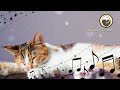 528Hz Healing Music to Calm Your Cat - Stress Relief, Relaxation