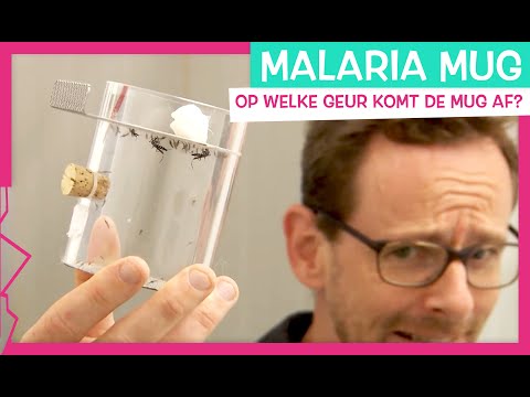 MUGGENBEET DOOR ZWEET?!  - TOPDOKS SPECIALISME MUGGENEXPERT