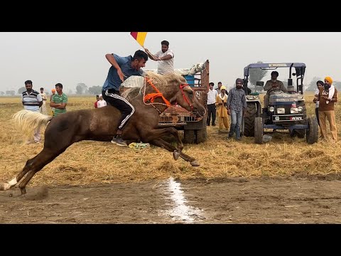 📍Babarpur (Ludhiana) || Horse Racing || 16th Nov’24🐎