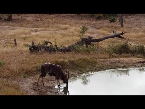 Djuma: Nyala bull gets drink at pan as Hosana watches on - 13:12 - 06/09/19