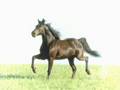 Horse Neighing