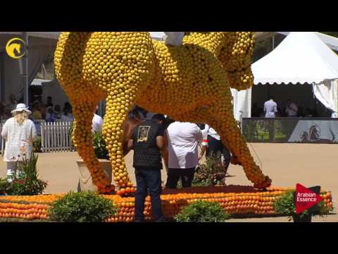 N.18 RASHEEDIAH AL KHASHAB - MENTON 2017 - Yearling Fillies (Class 1B)