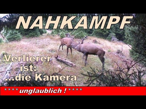 Unglaublich ! - Wie 2 Hirsche im Kampf die Kamera "ausschalten" bzw. "beerdigen" ! ...unfassbar off