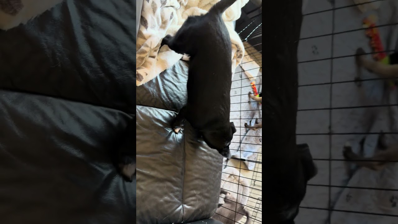 Candy, a Adoptable mixed breed in Cashmere, WA video 6/6