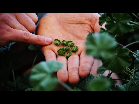 Simple Rules For Foraging | Wild Edibles with Sergei Boutenko Video