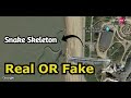 How snake skeleton  real? Broke The Internet | serpent D'ocean #ViralSnake #TrerndingVideo #Latest