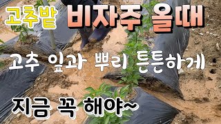 고추밭 비 자주 올때 생육 장예 발생 잎.뿌리 튼튼하게  지금 꼭 해야 ~    종합미량요소.다싹