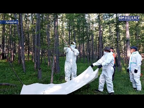 АРХАНГАЙ: Үүргийн шүршигч ашиглан ойн хөнөөлт шавжтай тэмцэж байна