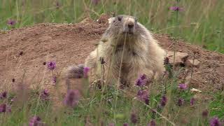 La marmotte des Alpes