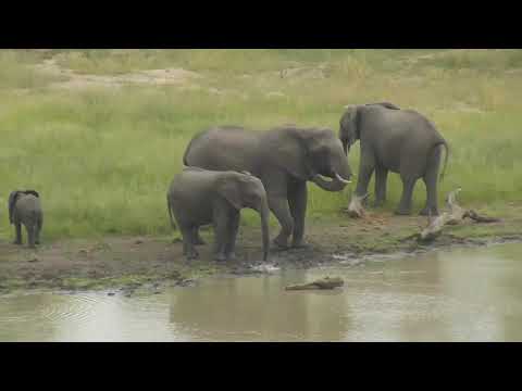 Djuma: Elephant herd of 6 with baby comes for a drink at the dam - 08:17 - 02/09/19