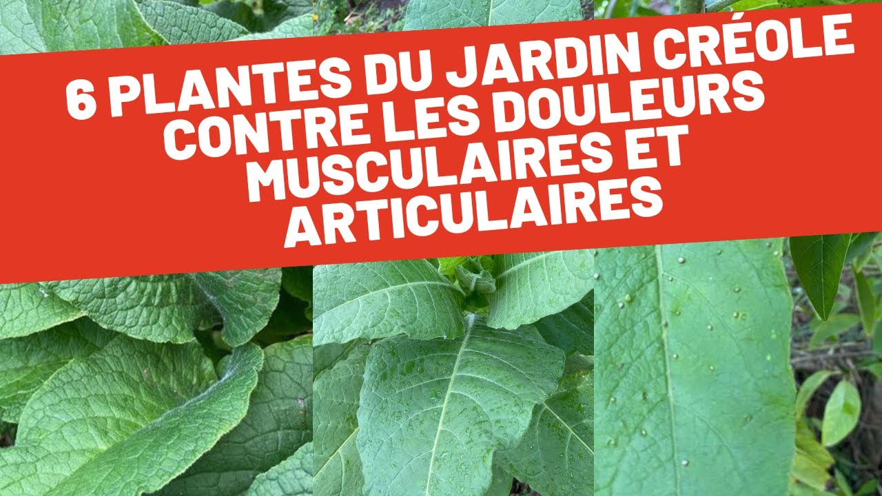 Bien-être articulaire et musculaire