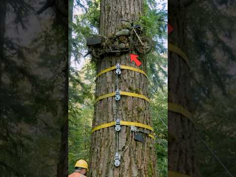 Logger Found Motorcycle High in Tree😳