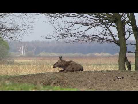 Biebrza 2011 - spiący łoś