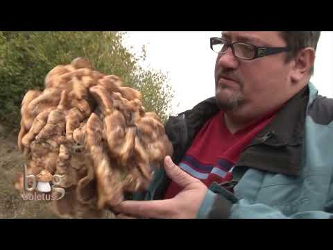 Big Boletus - Ciuperca Laetiporus Sulphureus
