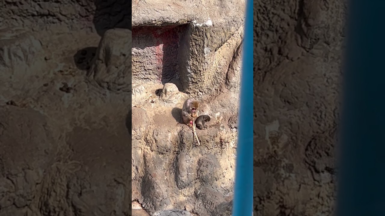 市川動植物園　パンチくん　がんばれパンチ　#ichikawa#littlepunch#punch