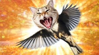 FLYING CATS | Battle Cats #2