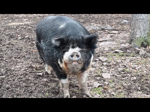 Our Friends Brought Pasture Pigs to Our Farm for Breeding!