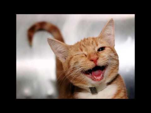 animais felizes/happy animals/animaux heureux