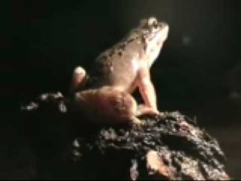 YouTube Video i6_S8LoDiSk