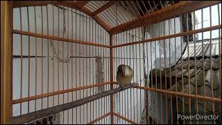 Download lagu video asli kerakbasi alis putih untuk mesteran dan pancingan kerakbasi agar cepat bunyi mp3