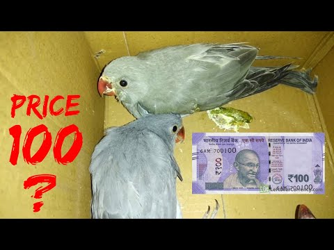 download lagu mp3 mp4 Parrots For Sale In India, download lagu Parrots For Sale In India gratis, unduh video klip Parrots For Sale In India