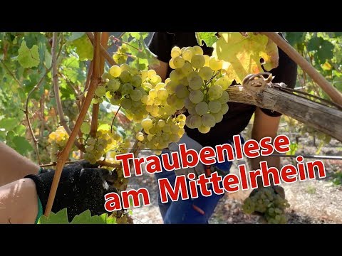 Traubenlese am Mittelrhein