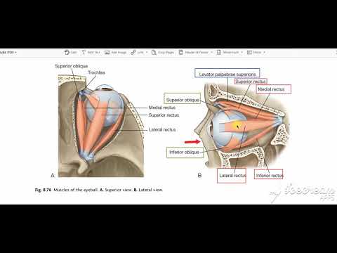 Extrinsic muscles of eyeball 2