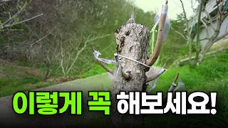죽은나무도 다시보자 ㅣ 접목 실패 후 재시도 ㅣ 드릴접 대신 xx접