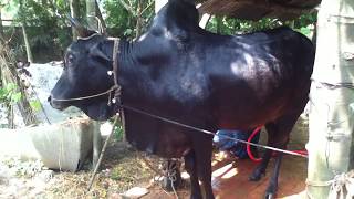 preview picture of video 'Bull for Eid Al-Adha 2014 (Khulna, Bangladesh)'