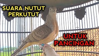 Download lagu SUARA PERKUTUT BANGKOK NUTUT AMPUH UNTUK PANCINGAN mp3 Download lagu SUARA PERKUTUT BANGKOK NUTUT AMPUH UNTUK PANCINGAN mp3