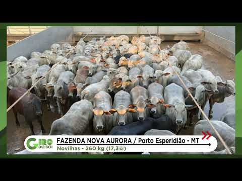 NOVILHAS DE ZERO DENTES CHEGAM A 17,3 ARROBAS EM PORTO ESPERIDIÃO (MT)
