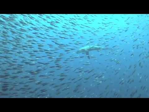 Thresher sharks use tail-slaps as a hunting strategy