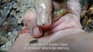 Miniatura do vídeo