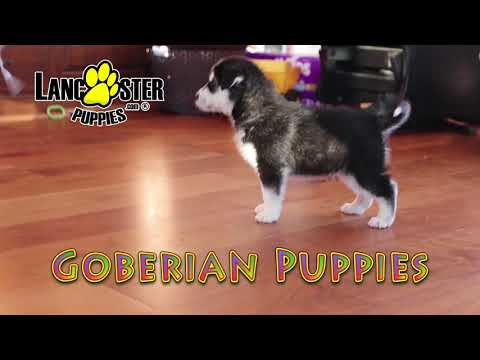 Goberian Puppies