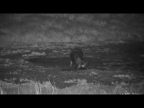 Djuma: Lone African Buffalo comes to the dam - 01:00 - 04/06/19