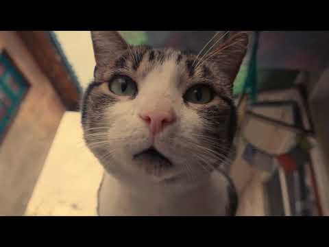 Hermano Gato - Pedro Tata Barahona