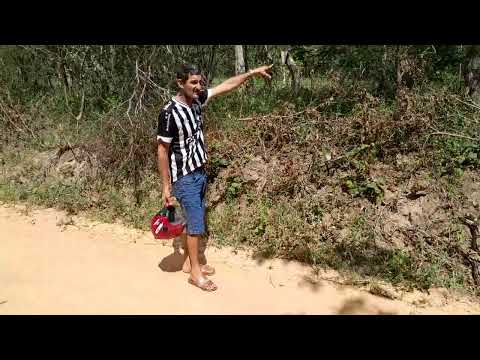 Vindo de soledade PB e me deparei com uma cobra 