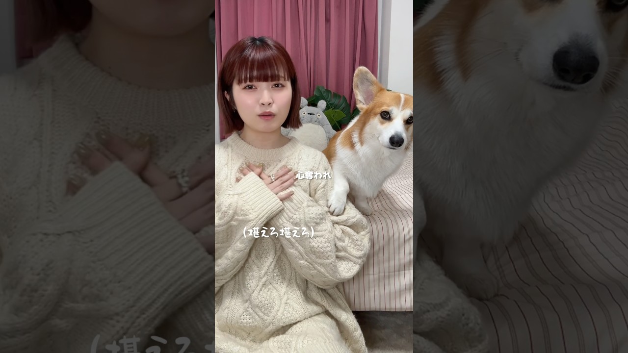 ほんまやで⭐︎なんでやねん⭐︎しらんけど #歌ってみた #モナキ #コーギーのいる暮らし