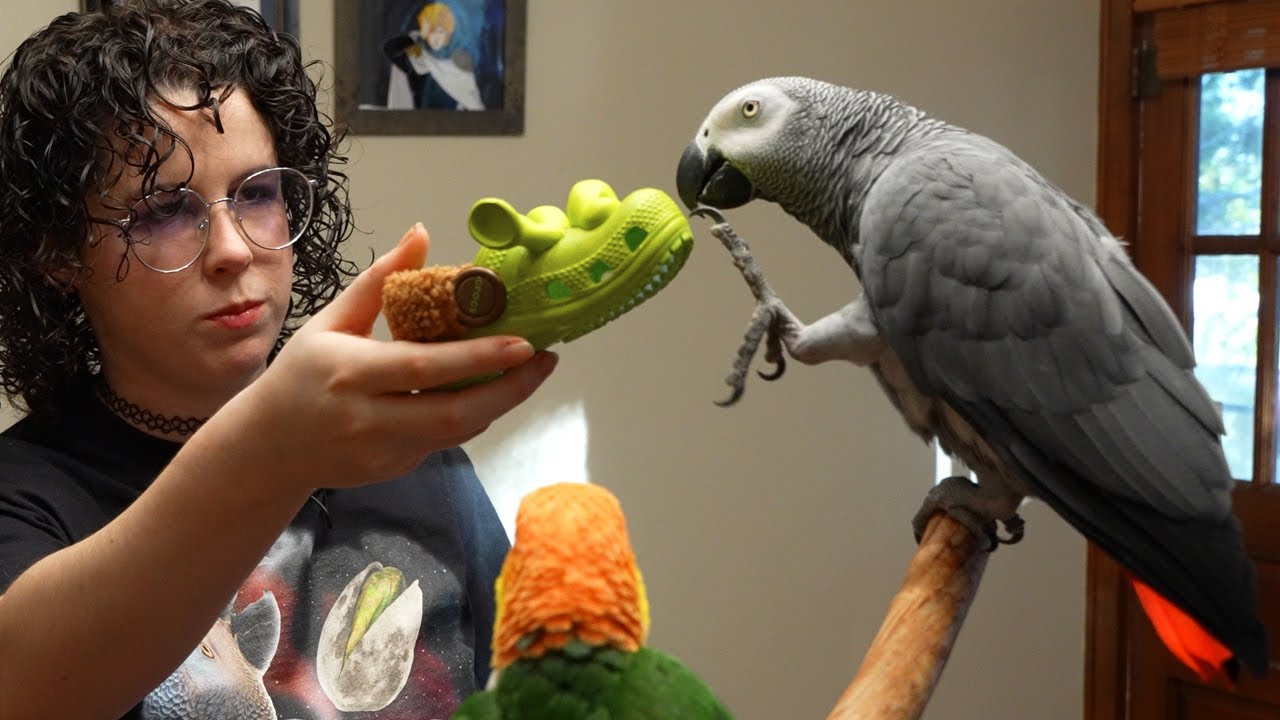 Return of "White" | Apollo the Talking Parrot Livestream