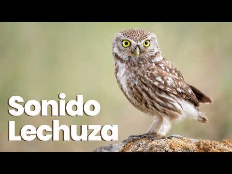 🐦 [EFECTO DE SONIDO] Lechuza ◾ owl sound effect