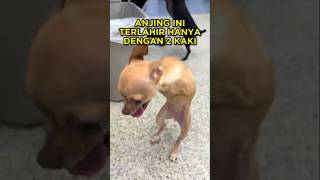 Download lagu This Dog Still Has the Spirit of Life, Even with Only 2 Legs 🥲🐶 #shorts #dog mp3
