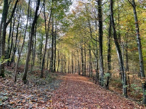 Trailer zum Film "38 Minuten für den Stuttgarter Wald" thumbnail