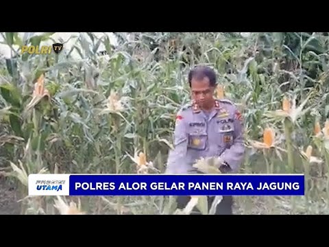 POLRES ALOR GELAR PANEN RAYA JAGUNG