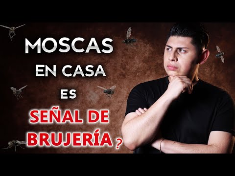 Signs of Witchcraft: Flies in Your House | The Symbolism of Flies in Witchcraft