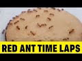 Red Ant Time Lapse Eating Cookie Ant Insects
