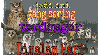 Download lagu OCEHAN BURUNG HANTU MEMANGGIL INDUKNYA CELEPUK #buek #kokobeluk buat pikat burung hantu mp3 Download lagu OCEHAN BURUNG HANTU MEMANGGIL INDUKNYA CELEPUK #buek #kokobeluk buat pikat burung hantu mp3