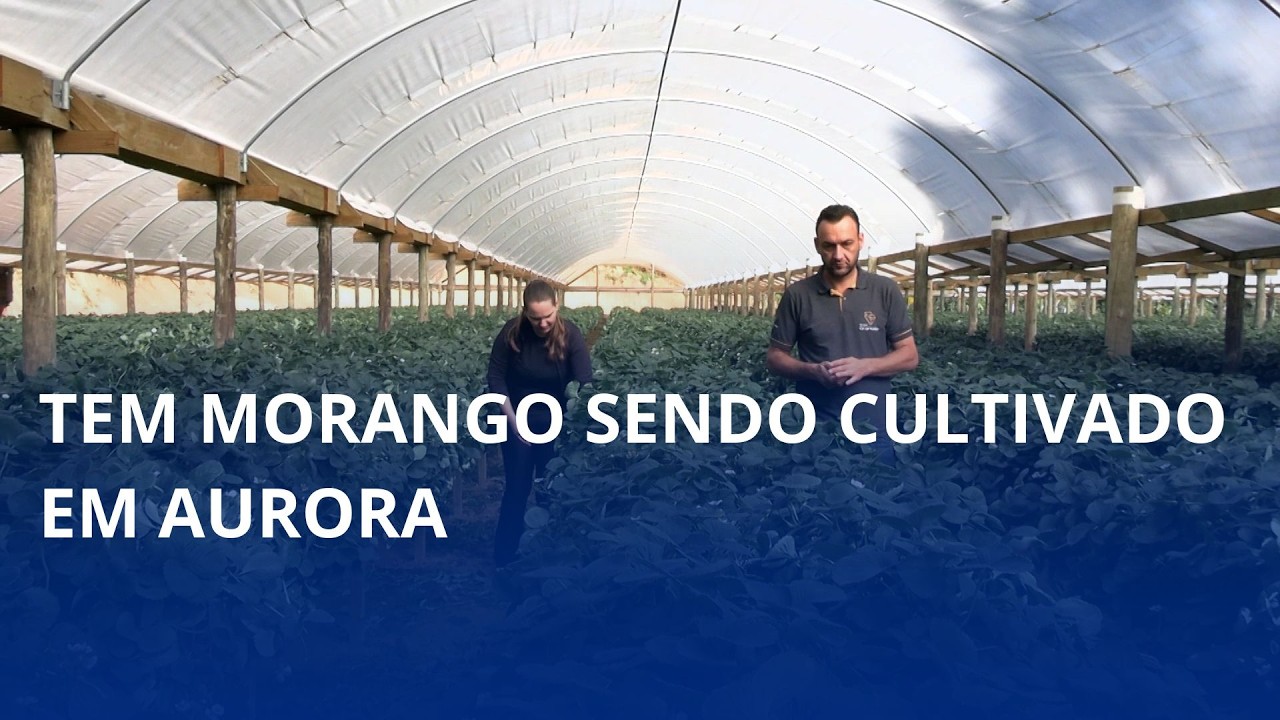Uma nova aposta no campo: morangos começam a ser produzidos em Aurora