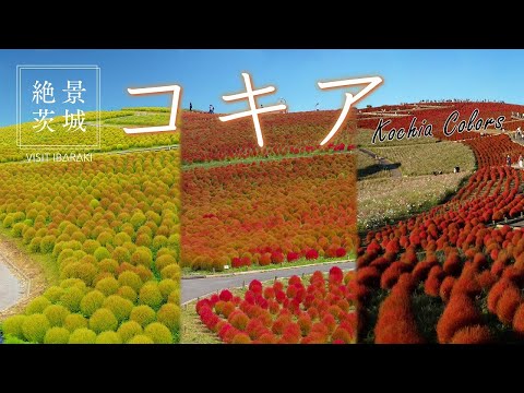 【絶景茨城】コキア Kochia Colors｜VISIT IBARAKI,JAPAN